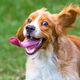 Illustration for article titled Roseanne is already back on Twitter, so who wants to look at some pictures of cute doggos, instead?